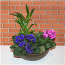 /fileuploads/Produtos/Plantas Naturais/thumb__Isisflor_Jardim_de_Mesa_01.png